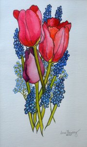 Tulipes, muscaris et myosotis