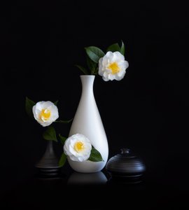 Nature morte aux camélias blancs - Joanna W