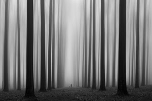 Sentier de la forêt brumeuse - Jochen Bongaerts