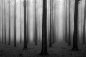 La mystérieuse forêt brumeuse - Jochen Bongaerts