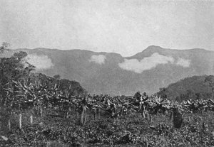 Bananal Cubatao, Bananes, Cubato