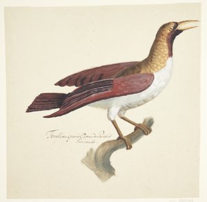 Oiseau - Johan Christian Ernst Walter