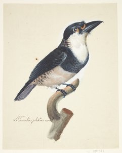 Fugl