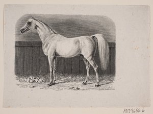 Un cheval - Johan Frederik Rosenstand
