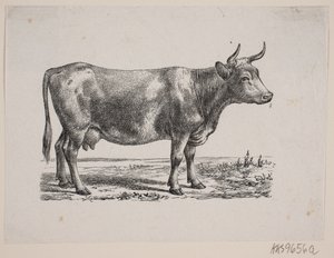 Une vache