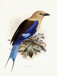 Rollier à ventre bleu, 1893