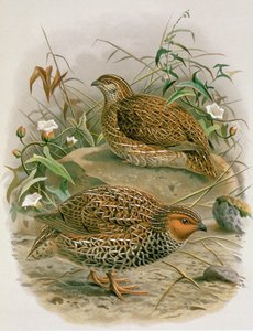 Caille de Nouvelle-Zélande, illustration de 