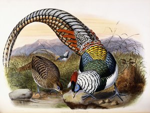 Thaumalea Amherstiae - Johan Gerard Keulemans