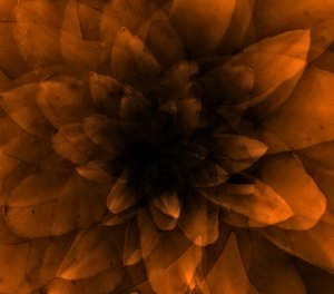 Fleur orange, 2016