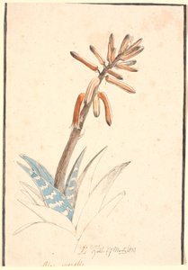 Aloe en fleur
