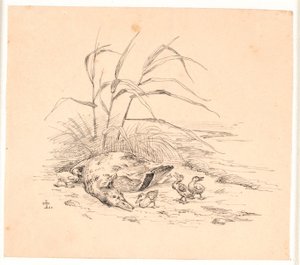 Le canard sauvage tué. Illustration pour "Fabler for Børn" de Kaalund.