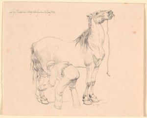 Un cheval est brossé