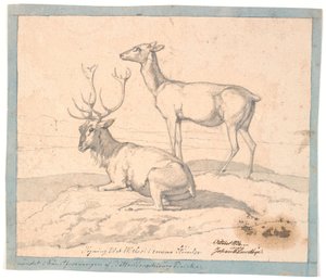 Un cerf couché et une biche debout