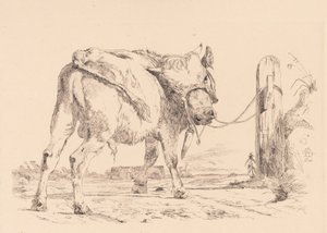 Un veau attaché à un poteau