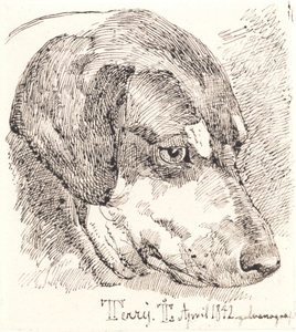 Tête de chien, Terry