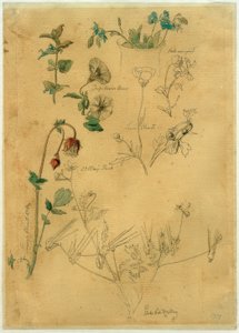 J. Th. Lundbye, étude de plantes