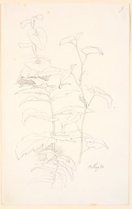 Études de plantes, y compris des liserons