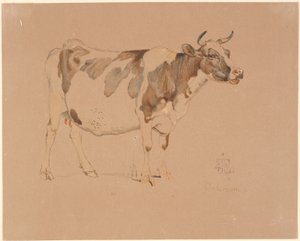 Vache rouge et blanche debout