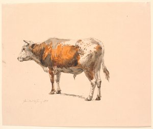 Taureau rouge et blanc debout, tourné vers la gauche, vu de biais par derrière - Johan Thomas Lundbye