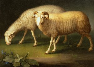 Un bélier et des moutons