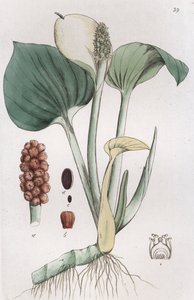 Arum des marais Calla palustris, 1804-1811