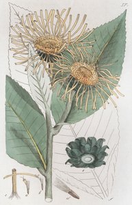 Inule aunée Inula helenium, 1804-1811