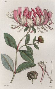 Chèvrefeuille Lonicera periclymenum
