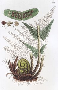 Fougère mâle Dryopteris filix-mas