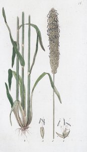 Vulpin des prés Alopecurus pratensis