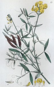 Gesse des prés Lathyrus pratensis, 1804-1811