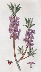 Mézéréon Daphne mezereum, 1804-1811