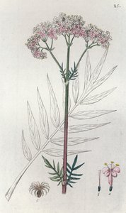 Valériane Valeriana officinalis