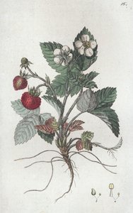 Fraise des bois Fragaria vesca