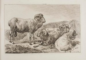 Béliers mérinos - Johann Adam Klein
