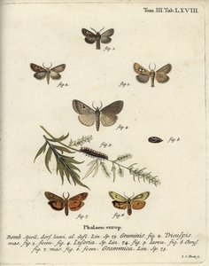 Papillon antler, Lygephila lusoria et footman plumeux