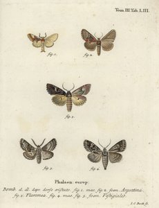 Argentine, brocart de flamme et flèche de l