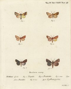 Barred sallow, Tileacea aurago 1-4, et clay moth, Mythimna ferrago 5,6. Gravure sur cuivre coloriée à la main par Johann Carl Bock d