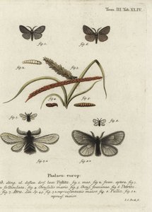 Canephora hirsuta, Ocneria detrita et Epichnopterix plumella