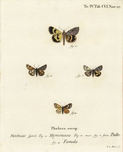Catocala hymenaea 1, Amerila puella 2,3, et papillons Isturgia famula 4. Gravure à la main en cuivre par Johann Carl Bock d