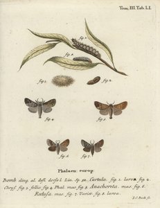 Papillons à pointe chocolat