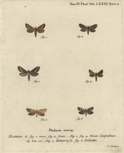 Papillon commun, Korscheltellus lupulina 1-4, papillon doré, Phymatopus hecta 5, et Pharmacis carna 6. Gravure à la main en cuivre par Johann Carl Bock d
