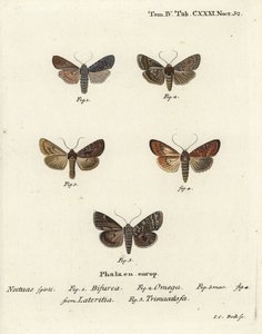 Conformiste, Lithophane furcifera 1, double flèche, Graphiphora augur 2, rare brindille, Apamea lateritia 3,4, et arches argentées, Polia hepatica 5.