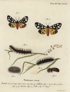 Epicallia villica