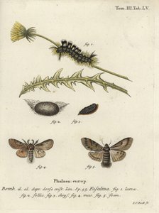 Tussock sombre, Dicallomera fascelina - Johann Carl Bock