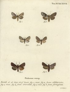 Dingy shell, dusky marbled brown et brown rustic