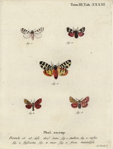 Phalènes chaperon discret et tigre - Johann Carl Bock