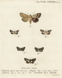 Graphiphora augur 1, Acontia lucida 2,3, Tyta luctuosa 4,5, et Aedia funesta 6. Gravure sur cuivre coloriée à la main par Johann Carl Bock d