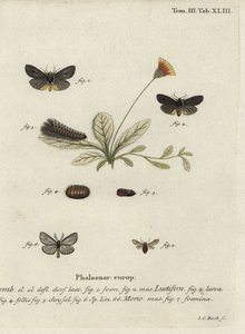 Epatolmis caesarea et Penthophera morio - Johann Carl Bock