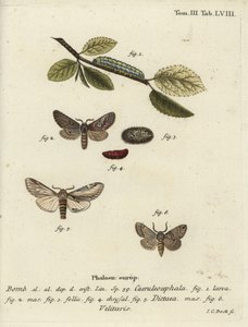 Papillon figure de huit, proéminent hirondelle et Drymonia velitaris - Johann Carl Bock