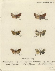Flounced chestnut, Agrochola helvola 1,2, dotted chestnut, Conistra rubiginea 3,4, brown-line bright-eye, Mythimna conigera 5, et treble lines, Charanyca trigrammica 6. Gravure sur cuivre coloriée à la main par Johann Carl Bock d